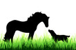 © majivecka - Vector silhouette of horse and dog on a meadow on white background.