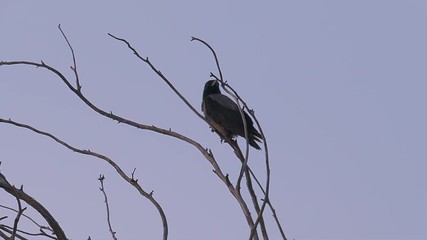 Big hooded crow sitting on top of tree