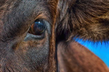 Cow eye with reflection, close-up.