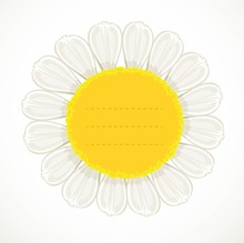 Daisy Flower With A Large Yellow Center Pimpled Under The Text On White Background