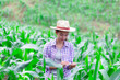 Beautiful woman plant researchers are checking and taking notes in corn fields.