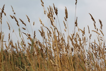 Naklejka na meble Grass, field, nature, plant
