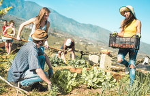 Teamwork Harvesting Fresh Vegetables In The Community Greenhouse Garden