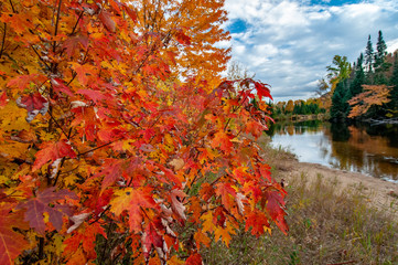 Fall in Quebec. Red maple leaves along a river.