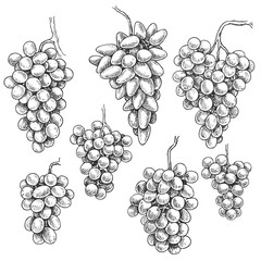 Wall Mural - Hand Drawn Grape Bunch Variety  Set