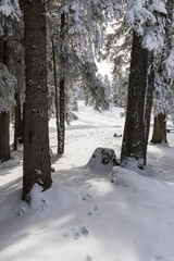 Wall Mural - The sun shines through between two fir trees in a winter landscape in Switzerland