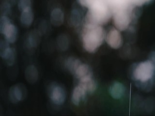 Sticker - Rain falling in the forest with blurred background.  Background video with copyspace included.