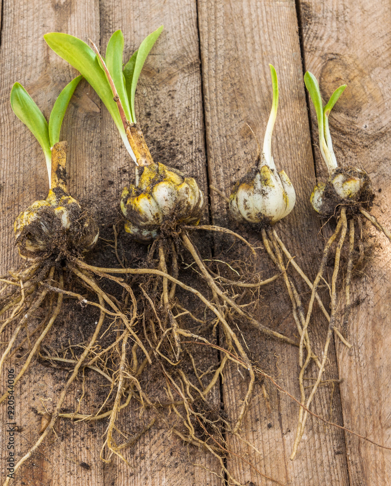Group of white lily bulbs or Lilium candidum Stock Photo | Adobe Stock