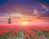 Fototapeta Tulipany - Vibrant pink tulips with Dutch windmills along a canal, Netherlands