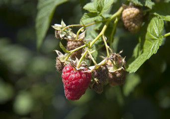 Growing juicy red raspberries on a branch, natural Growing juicy red raspberries on a branch, photo, harvesting fruits and harvest in the garden