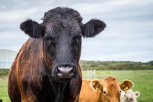 Close-up Of A Welsh Black Cow On Anglesey Island In North Wales, Uk