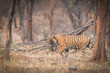 Bengal Tiger stalks through the forest inside Ranthambhore National Park