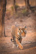 Bengal Tiger walking down pathway inside Ranthambhore National Park