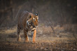 Bengal Tiger In Ranthambhore National Park Forest