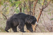 Sloth Bear in Ranthambhore National Park 