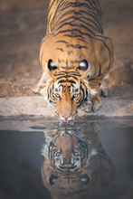 Bengal Tiger Takes A Drink From Water Hole In Ranthambhore National Park