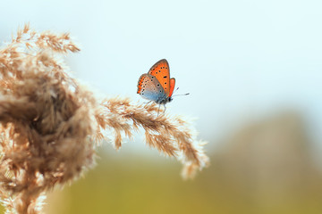 Wall Mural -  bright orange butterfly sits on a summer field with a grass feather grass on a background of a bright sunset and a blue sky