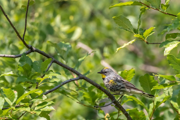 Wall Mural - Yellow-rumped warbler near Capulin Spring, Sandia Mountains, New Mexico