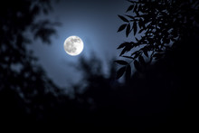 Night Landscape Of Sky And Super Moon With Bright Moonlight Behind Silhouette Of Tree Branch. Serenity Nature Background. Outdoors At Nighttime.
