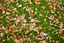 Autumn Yellow Dry Oak Leaves On Green Grass,