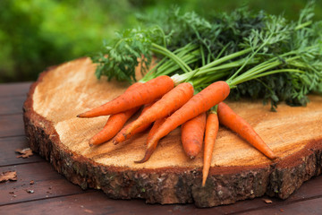 Wall Mural - Fresh heap of carrot vegetables crop harvest on wood