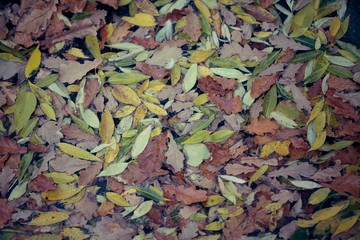 autumn leaves in water