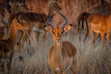 Fototapeta Uliczki - Impala looking straight at camera, Hwenge national park, Zimbabwe