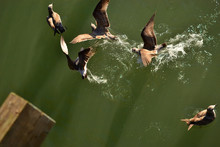 Birds In The Water