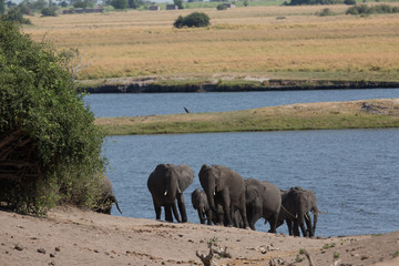 elephant in africa in a group