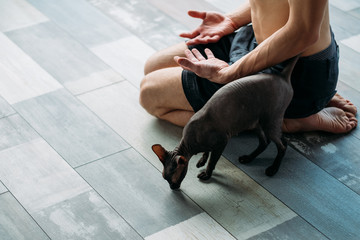 Wall Mural - friendly yoga training companion. sphynx cat and his owner relaxing together after gym workout. physical exercises for fit and strong male body.