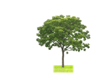 Wall Mural - green tree on white background