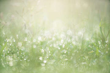 Wall Mural - Green grass with dew background with sunlight