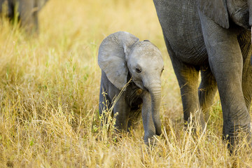 Wall Mural - cute baby elephant walking in africa