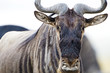Wild Wildebeest in East Africa
