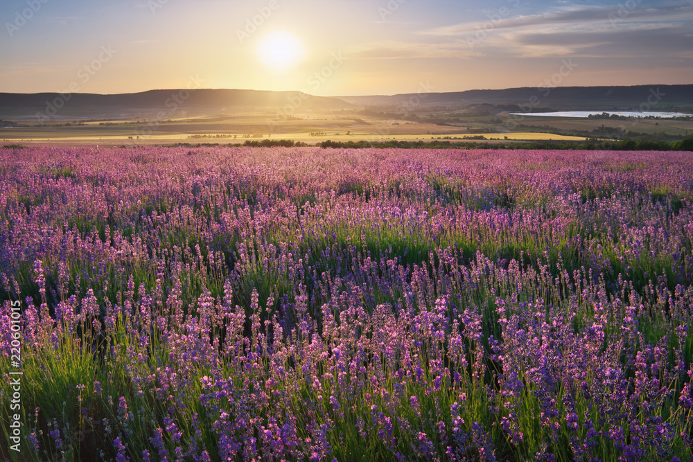 Meadow of lavender at sunset. - obrazy, fototapety, plakaty 