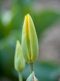 Fototapeta Tulipany - Yellow flower bud