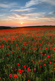 Fototapeta Krajobraz - Sunset over Poppies,Polly Joke, West Pentire, Cornwall