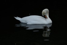 Beautiful White Swan Cygnus, Preening Its' Feathers On A Park Lake.