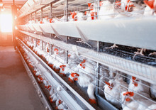 Poultry Farm, Chickens Sit In Open-air Cages And Eat Mixed Feed, On Conveyor Belts Lie Hen's Eggs, Modern Farming, The Sun