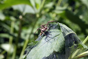 Close-up of a spider (pisaura mirabilis) on a sheet of tangled w