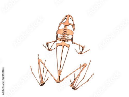 Frosch skelett