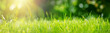 Leinwandbild Motiv Fresh green grass background in sunny summer day in park