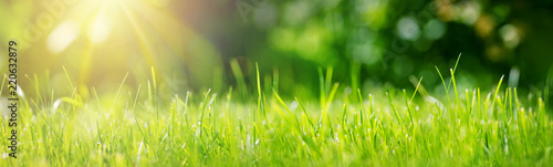 Fotografía Fresh green grass background in sunny summer day in park