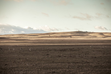 Wall Mural - Australian farmland in drought