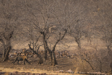 A sub adult male tiger of ranhambore national park