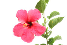Beautiful Pink Hibiscus Flower On White Background