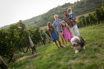 Wall Mural - Wine grower family in vineyard before harvesting