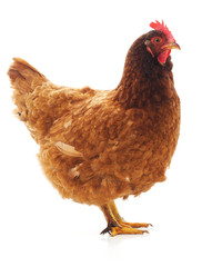 Sticker - One brown chicken.