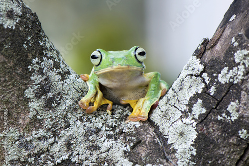 Plakat Latająca żaba
