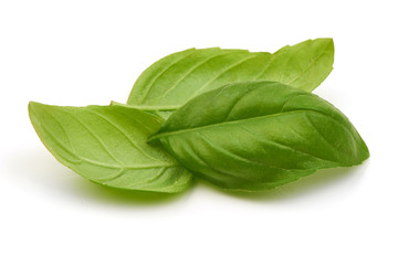 Fresh green basil leaves, isolated on white background.